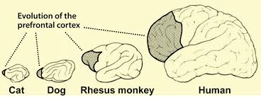 prefrontal cortex evolution schematic
